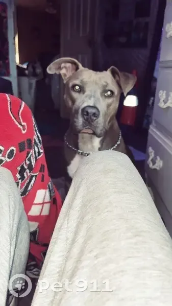 Lost dog, West Hickory Street, Bluford - blue nose pitbull, female - photo