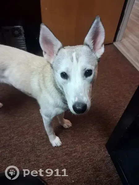 Lost female dog, Greenwood Avenue, La Porte - small husky mix - photo