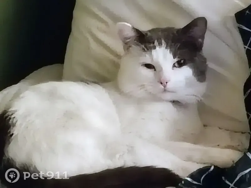 Lost cat, North Derbyshire Avenue, Arlington Heights - grey and white male - photo