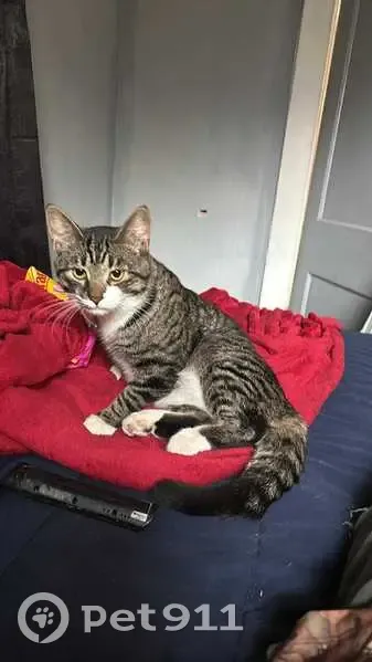 Lost male cat, State Road, Crockery Township - gray tiger with white paws - photo