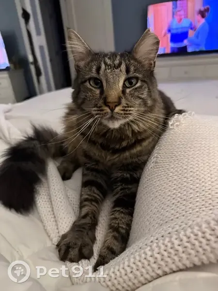 Lost cat, Lilac Place, Village of Massapequa Park - male with clipped ear - photo