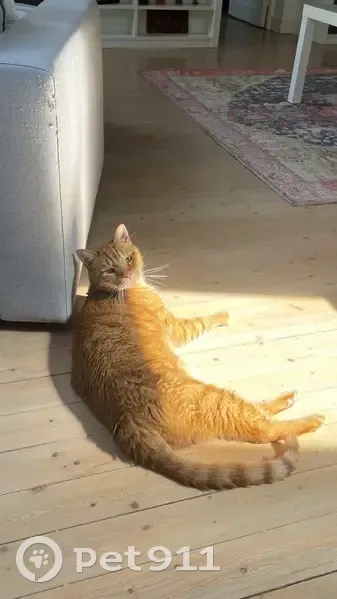 Chat perdu, Avenue du Belloy, Le Vésinet - grand roux tigré - photo