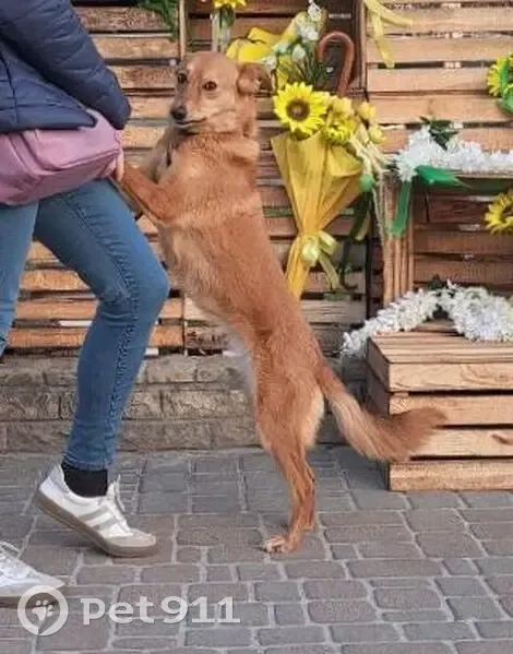 Зникла собака, Київська вулиця, 312, Бровари - ігрива рижа дворняга - photo