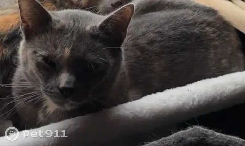 Lost cat, West Douglas Avenue, Jacksonville - female, lavender tortoise shell - photo