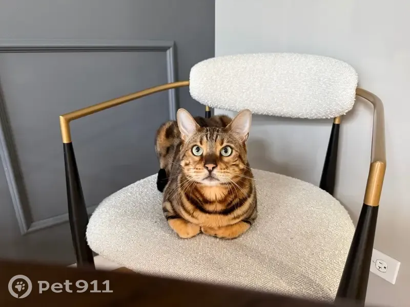 Lost cat, Bradbury Lane, 490, Bartlett - male Bengal - photo