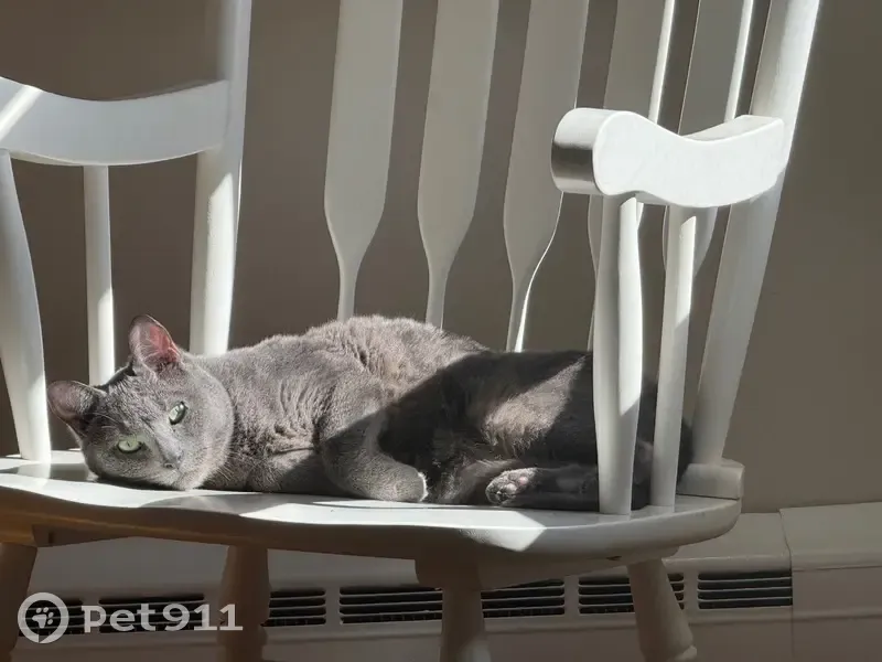 Lost cat, Denman Road, Cranford - female with green eyes and short gray hair - photo