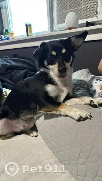 Lost dog, Rees Street, Donald - small black chihuahua mix - photo