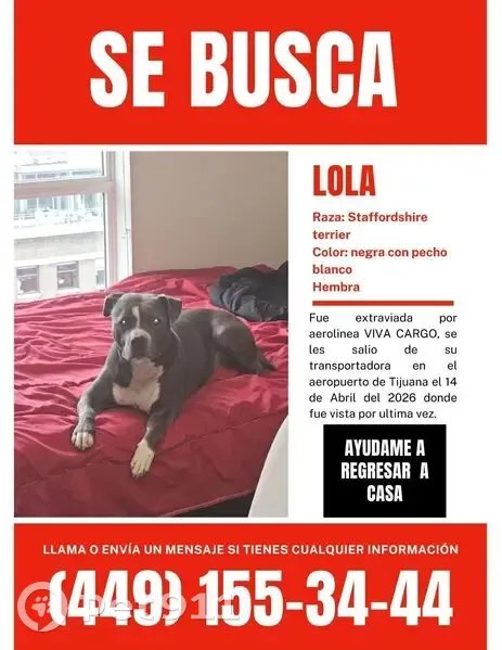 Perdido perro hembra, Aeropuerto, S/N, Tijuana - photo