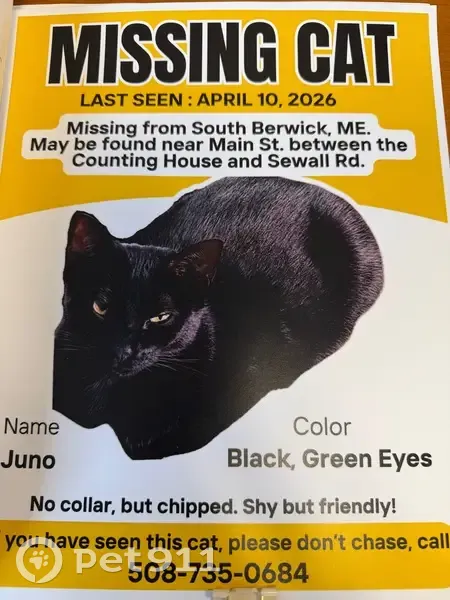 Lost cat, Main Street, 21, South Berwick - all black, one year old female - photo