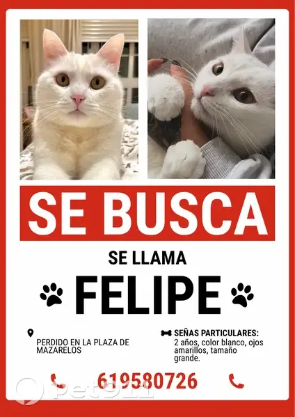 Perdido gato, Praza de Mazarelos, Santiago de Compostela - macho blanco con ojos amarillos - photo