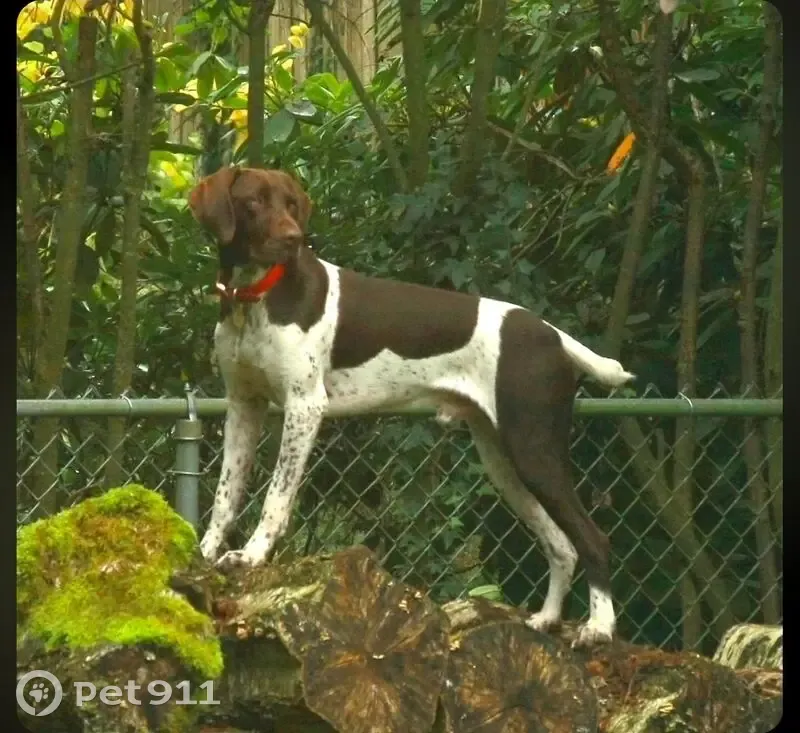 Lost dog, East Sandra Terrace, Phoenix - 14yr old male, liver brown & white - photo