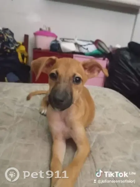 Cachorro encontrado Fêmea (brf002647) - photo