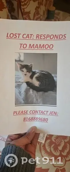 Lost female cat, Northeast 48th Terrace, Kansas City - small and short-haired - photo