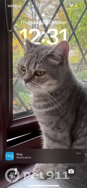 Lost male cat, Back Thurnham Street, Bolton - photo