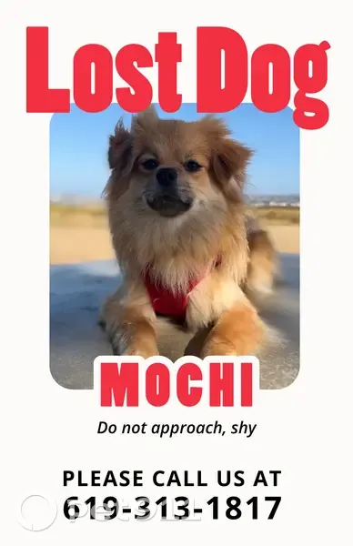 Lost dog, Miramar Road, San Diego - shy, responds to female voices - photo