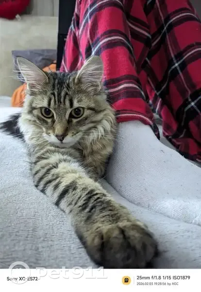 Зникла кішка, Бориспільська вулиця, Київ - окрас Табі, червоний ошийник - photo