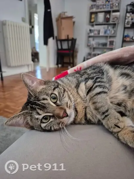 Chat perdu, Rue des Perrières, Dijon - Opie tigré - photo