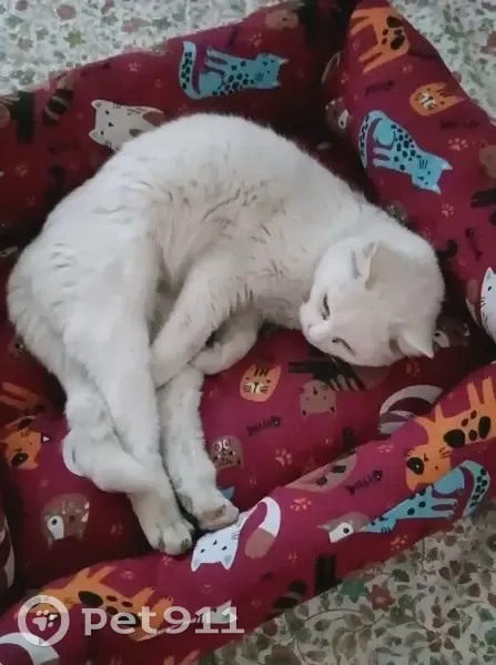 Gato perdido Hembra, El Campello (sl495544) - photo