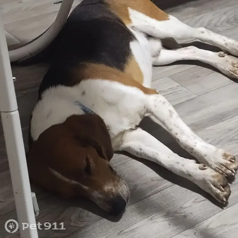 Lost dog, West 24th Avenue, 5829, Gary - purebred beagle - photo