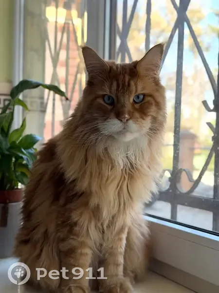 Зникла кішка, вулиця Євгена Дзиндри, Львів - рудий МейнКун з голубими очима - photo