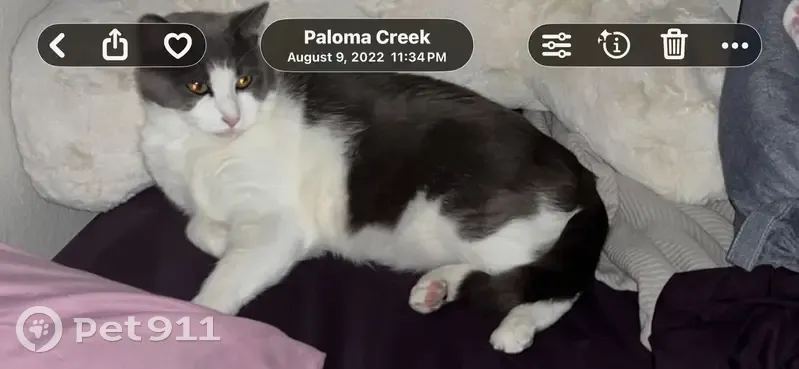 Lost male cat, Gushing Spring Avenue, Las Vegas - large gray and white tomcat - photo