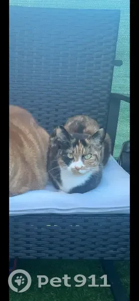 Chat perdu, Rue de la Pièce du Poteau, Bruyères-le-Châtel - femelle écaille de tortue - photo
