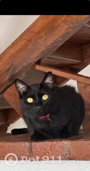 Perdido gato hembra, Bernal Díaz del Castillo, 236, Morelia - collar rojo antireflejante - photo