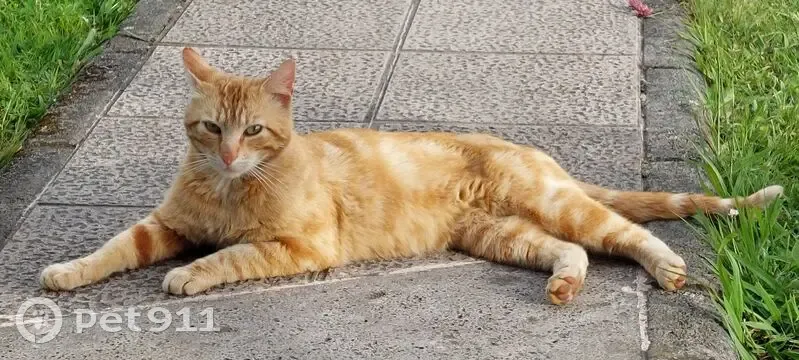 Gato perdido Macho, Sama (sl495546) - photo