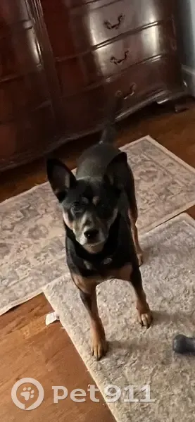 Lost dog, Frye Road, Alexandria - female, black with brown markings - photo