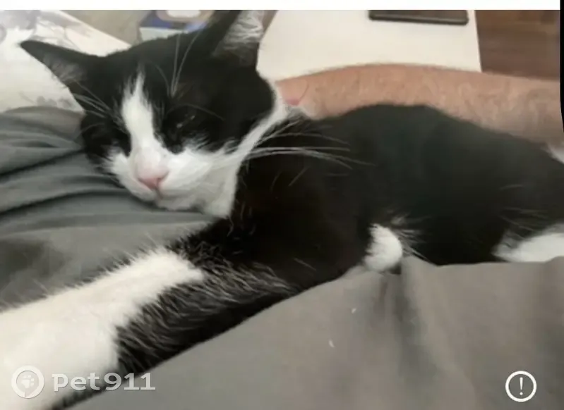 Perdido gato macho, Pl. de Ría, La Coruña - blanca y negra, confiada - photo