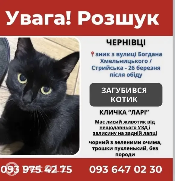 Зникла кішка, вулиця Богдана Хмельницького, 82, Чернівці - хлопчик Ларі з поголеним животом - photo