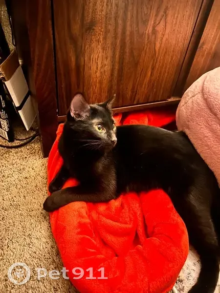 Missing cat Female, Phoenix (usl535112) - photo