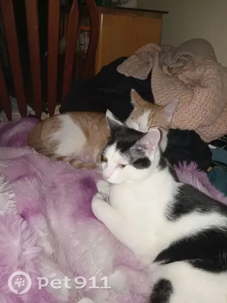 Lost cat, West Union Street, Kingston - all white with black markings - photo