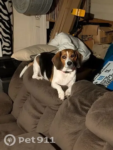 Lost female dog, Tyler Street, Gary - beagle with pink collar - photo