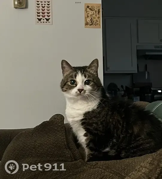 Lost cat, North Oak Street, Durand - female with a white belly - photo