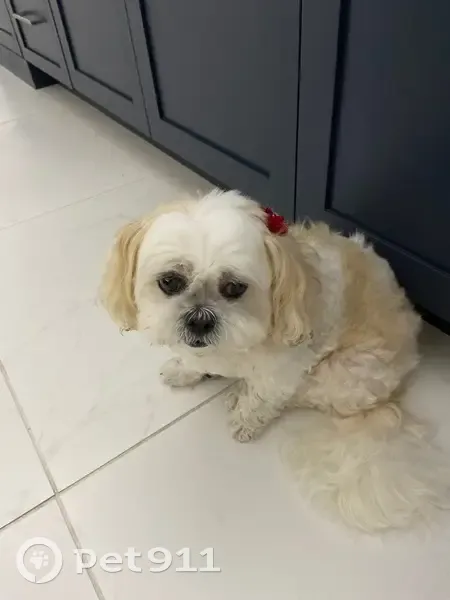 Lost dog, Front Road, Jacksonville - female Lhasa Apso - photo
