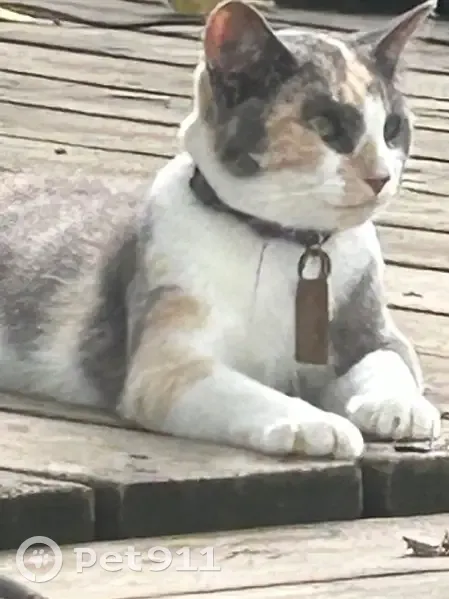 Lost cat, Howard Street, Pocola - female dilute calico - photo