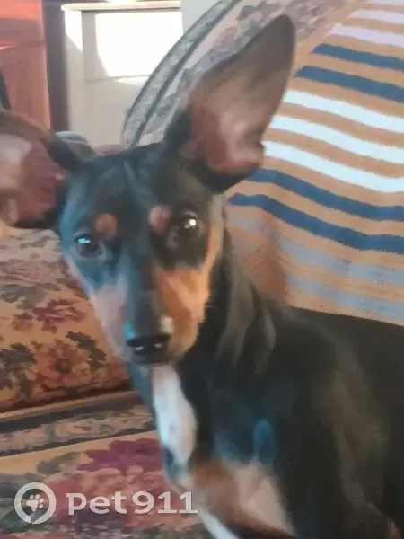 Lost dog, Northwest 11th Street, Oklahoma City - female dark brown cheweenie - photo