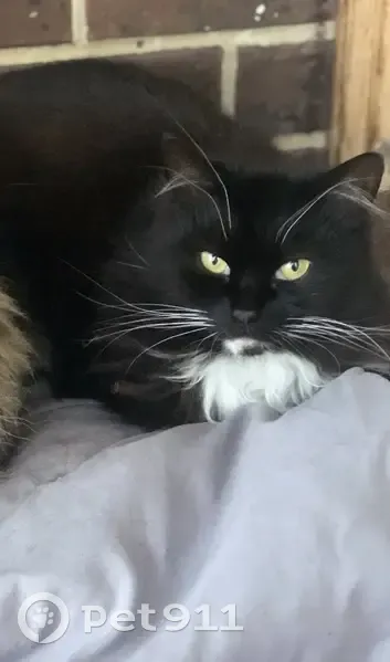 Lost female cat, McLean Street, Merri-Bek City - tuxedo with white paws - photo