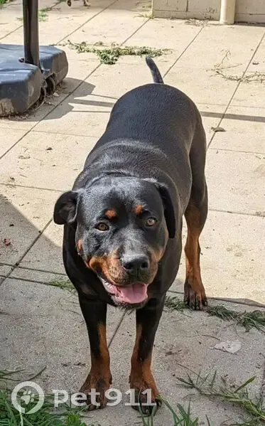 Lost dog, Burragorang Road, 1555, Oakdale - female Rottweiler - photo