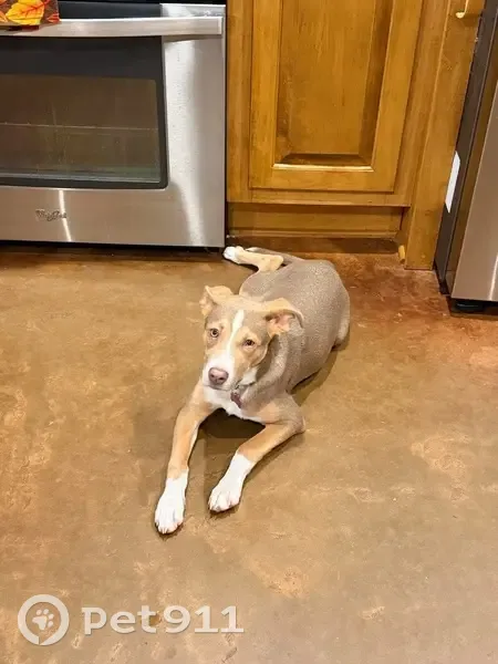 Lost dog, Cotile Park, Boyce - female, brown with white markings - photo