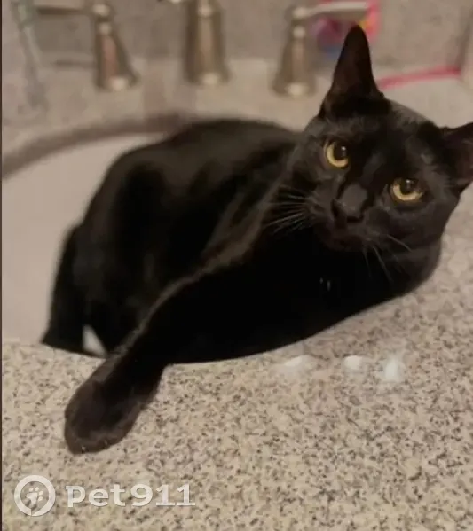 Lost male cat, Pine Street, 731, Mullan - black with white underbelly - photo