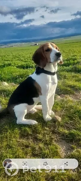 Perdido perro, San Martín, Castilla y León - Beagle tricolor - photo