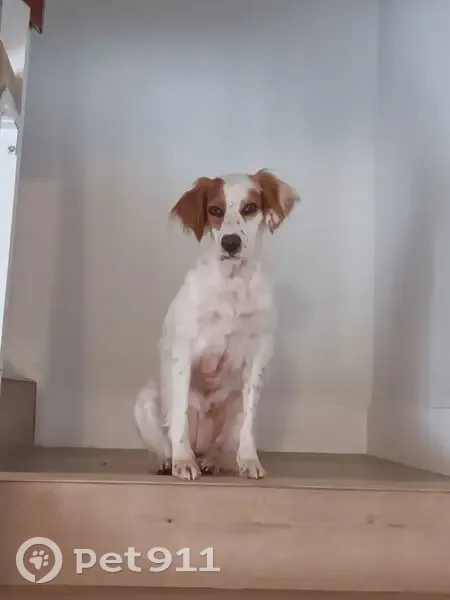 Lost dog, Pembroke Pines, Plantation - female, 3 years old - photo