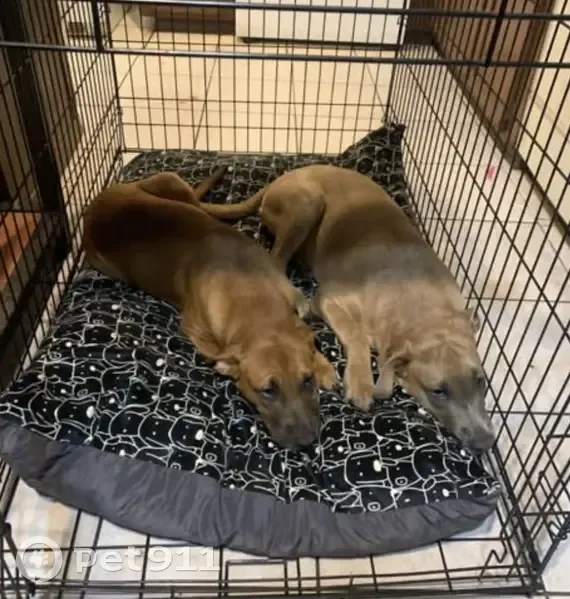 Lost dog, Southwest 82nd Street, Oklahoma City - dark and light brown - photo