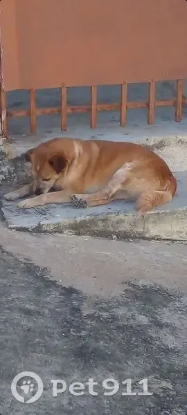 Cachorro encontrado Macho (brf002651) - photo