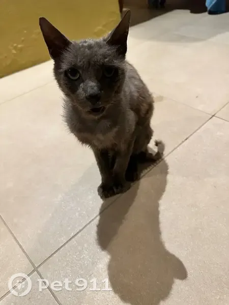 Chat trouvé, Rue des Palmiers, Les Trois-Îlets, Paris - sociable et câlin - photo