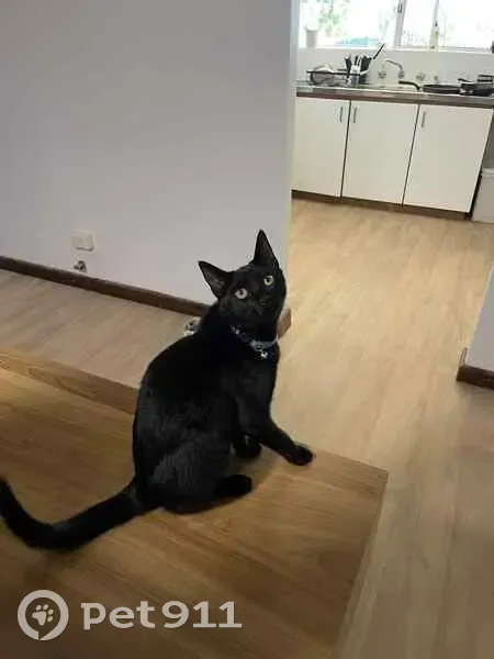 Lost male cat, Calista Avenue, Kwinana, Perth - friendly and small - photo