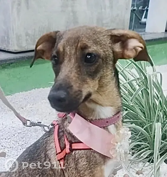 Cachorro perdido Fêmea (brl002652) - photo