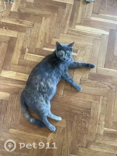 Зникла кішка, вулиця Богдана Гаврилишина, 15, Київ - черепашкова шерсть, відгукується на ім’я Сірі - photo